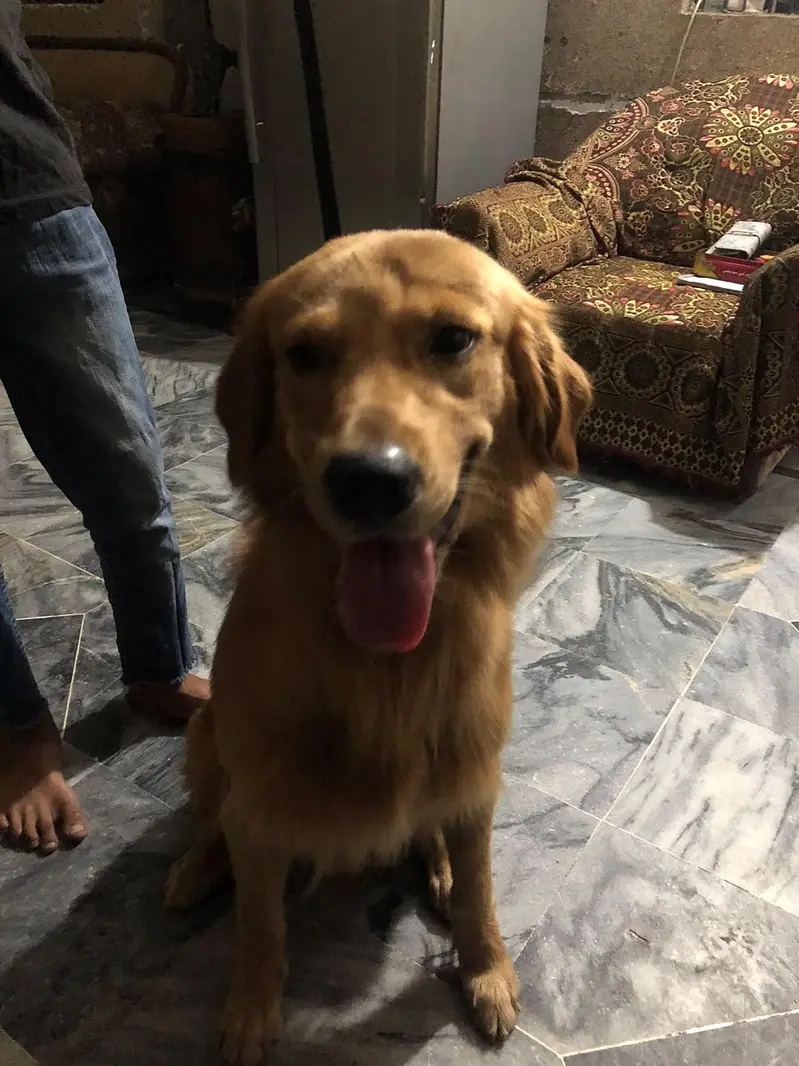 Golden retriever male boy — photo 5
