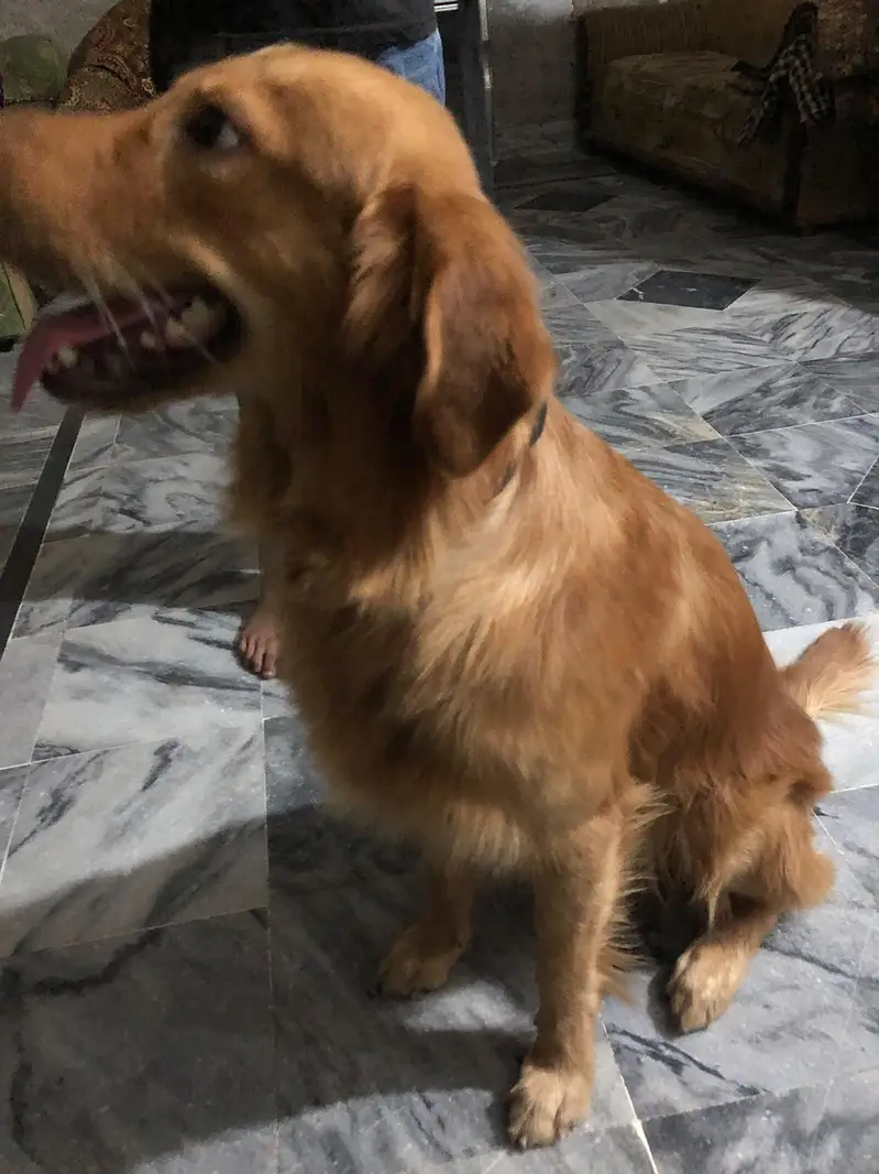 Golden retriever male boy — photo 6