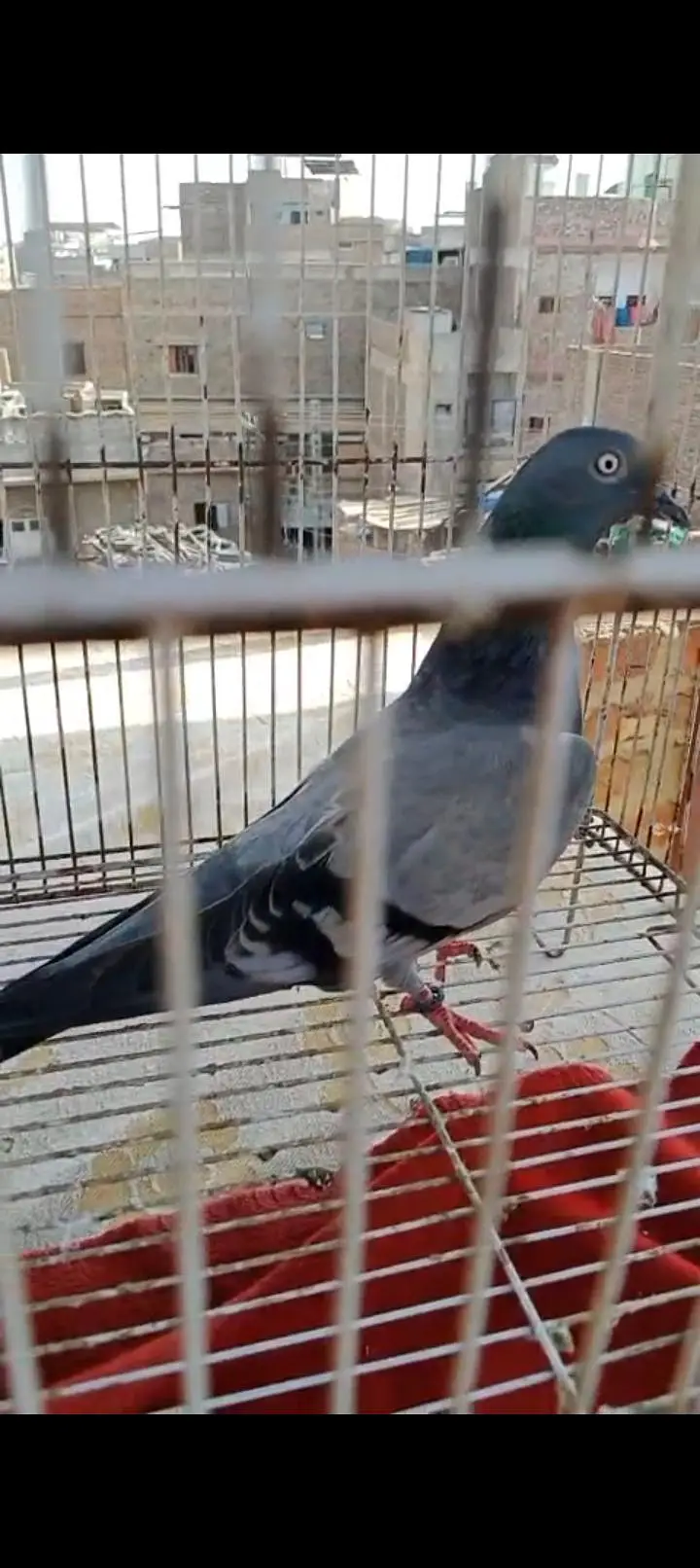 Patti wali female — photo 2