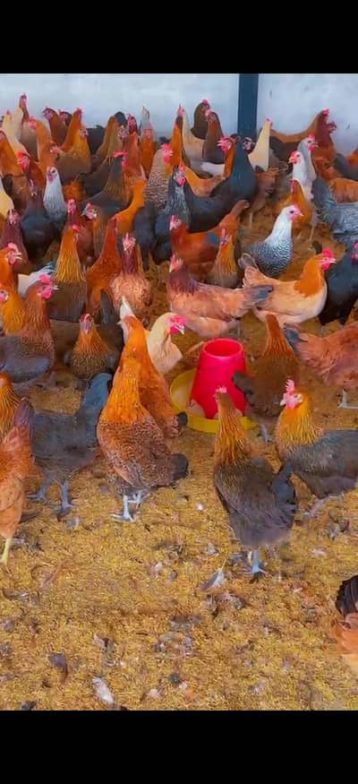 Golden Misri Hens | Egg Laying | Desi Andon wali murghi