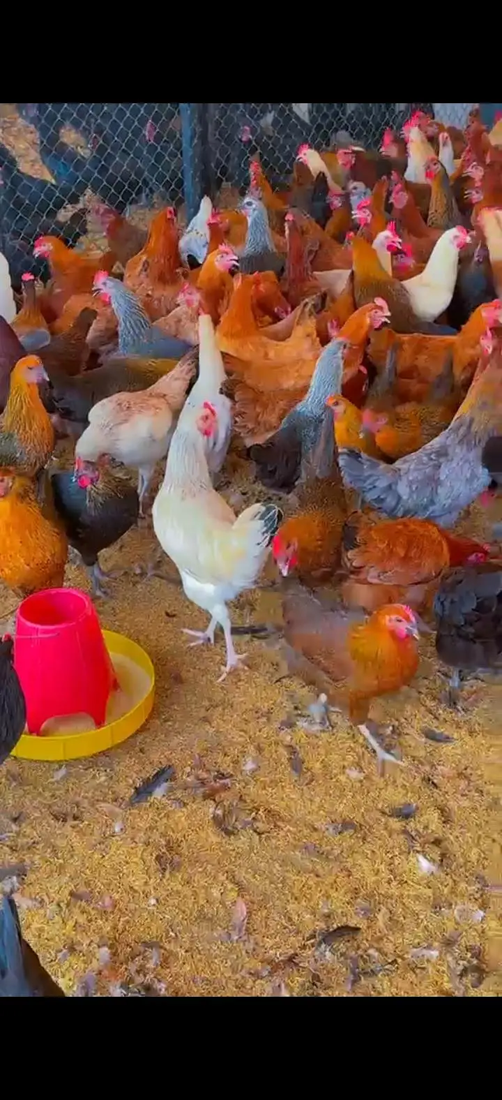 Golden Misri Hens | Egg Laying | Desi Andon wali murghi — photo 2