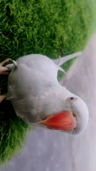 Blue white female