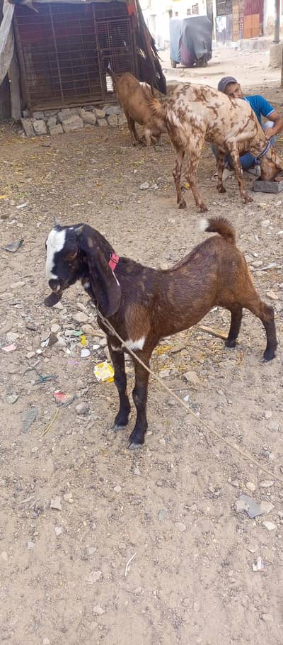 male goat. very active. .