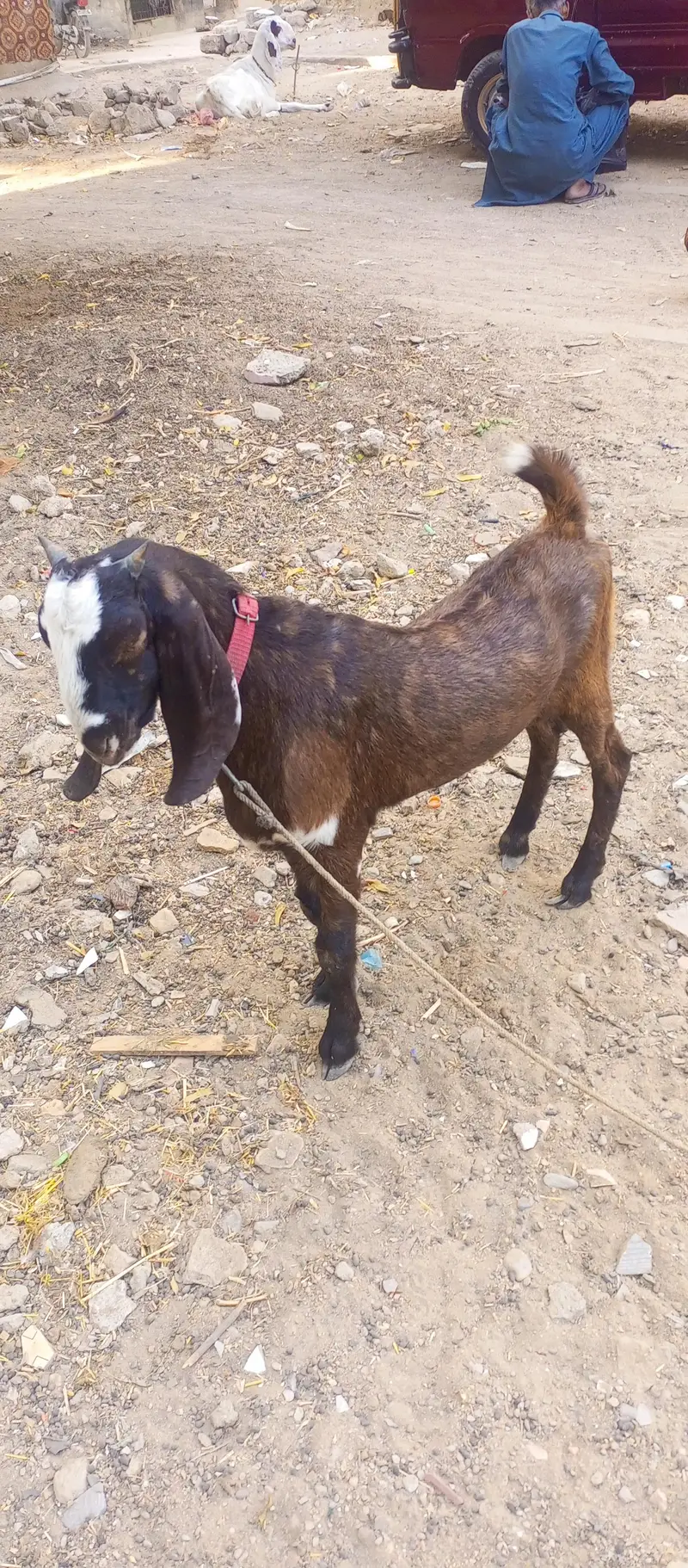 male goat. very active. . — photo 2
