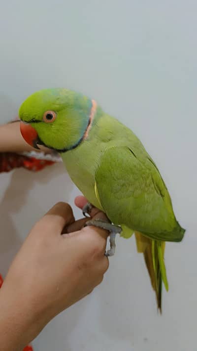Face to Face Talking Green Ringneck Kajla Male Parrot Hand Tame