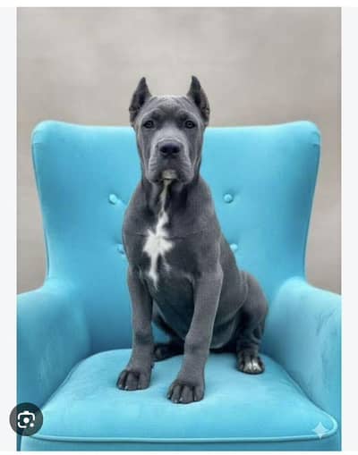 Cane corso black male puppy available in Pakistan