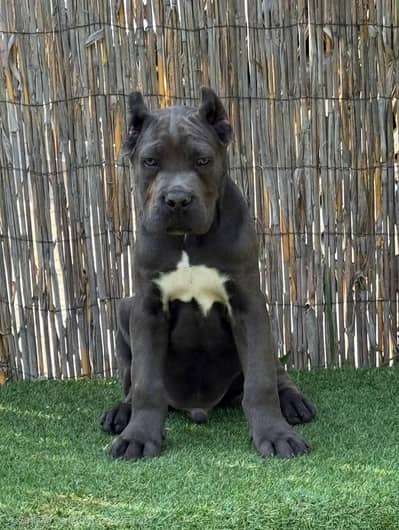Cane corso puppies are available in Pakistan with pedigree passports