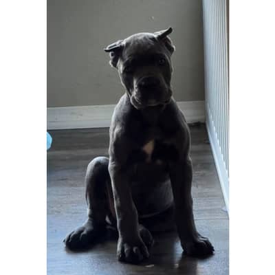 Cane corso pedigree with international passport puppies available