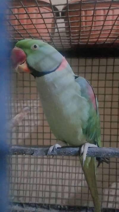 pahari toota