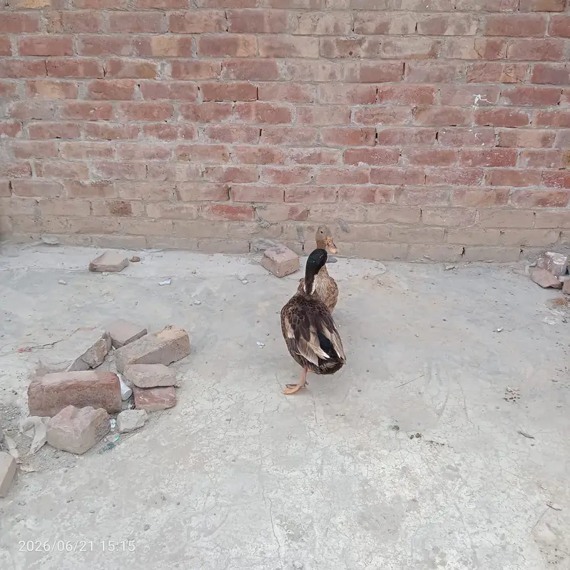 Duck pair for sale — photo 2