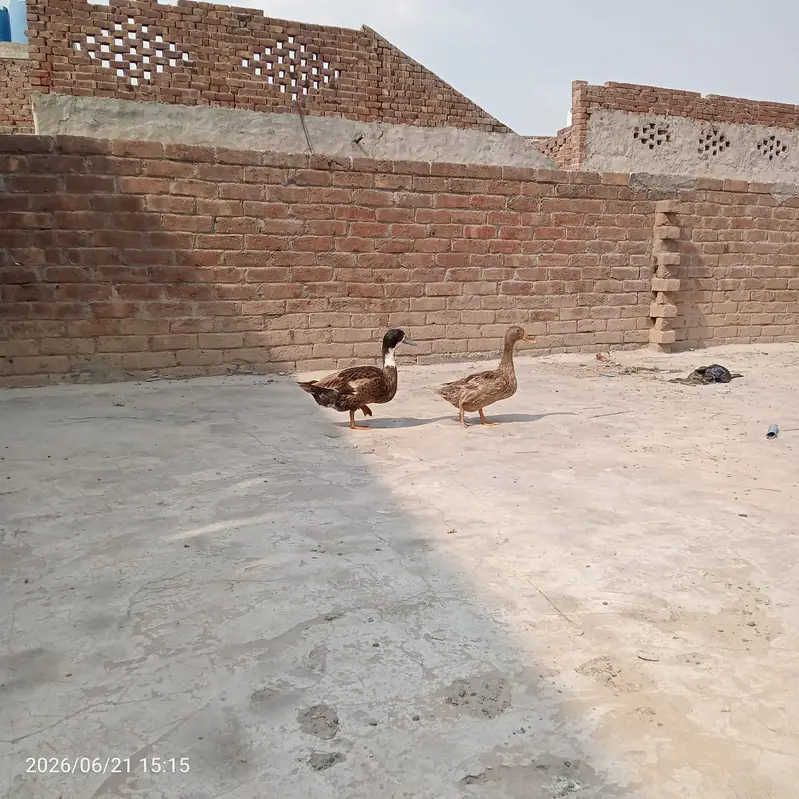 Duck pair for sale — photo 3