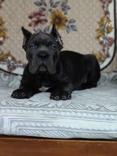 Cane corso pedigree with passport puppies available in Pakistan
