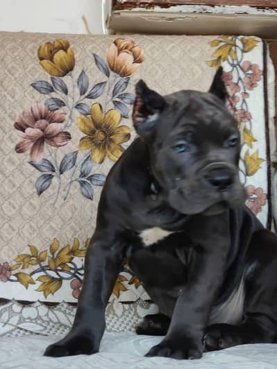 Cane corso pedigree with passport puppies available in Pakistan