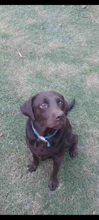 Chocolate Brown Labrador.