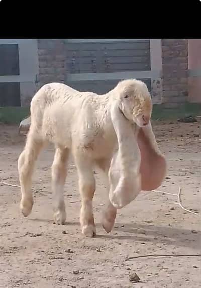 Paur Kajli female pichy asal kajla male bacha