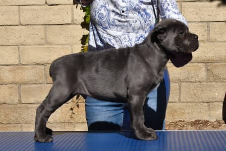 Cane Corso pedigree international passport puppies available for sale