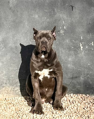 Cane Corso pedigree with international passport puppies available
