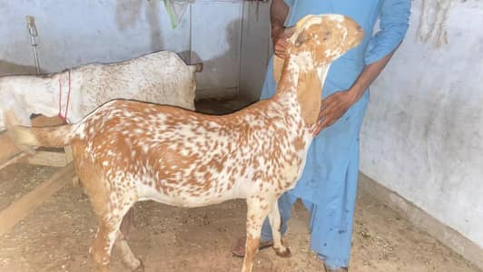makkhi chhina bakri