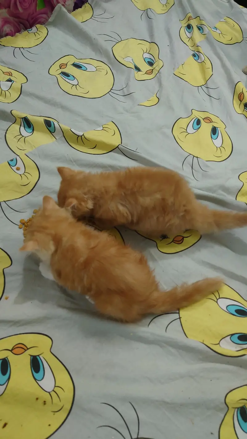 2 PERSIAN CATS DOUBLE COAT LITTLE TRAINED — photo 2