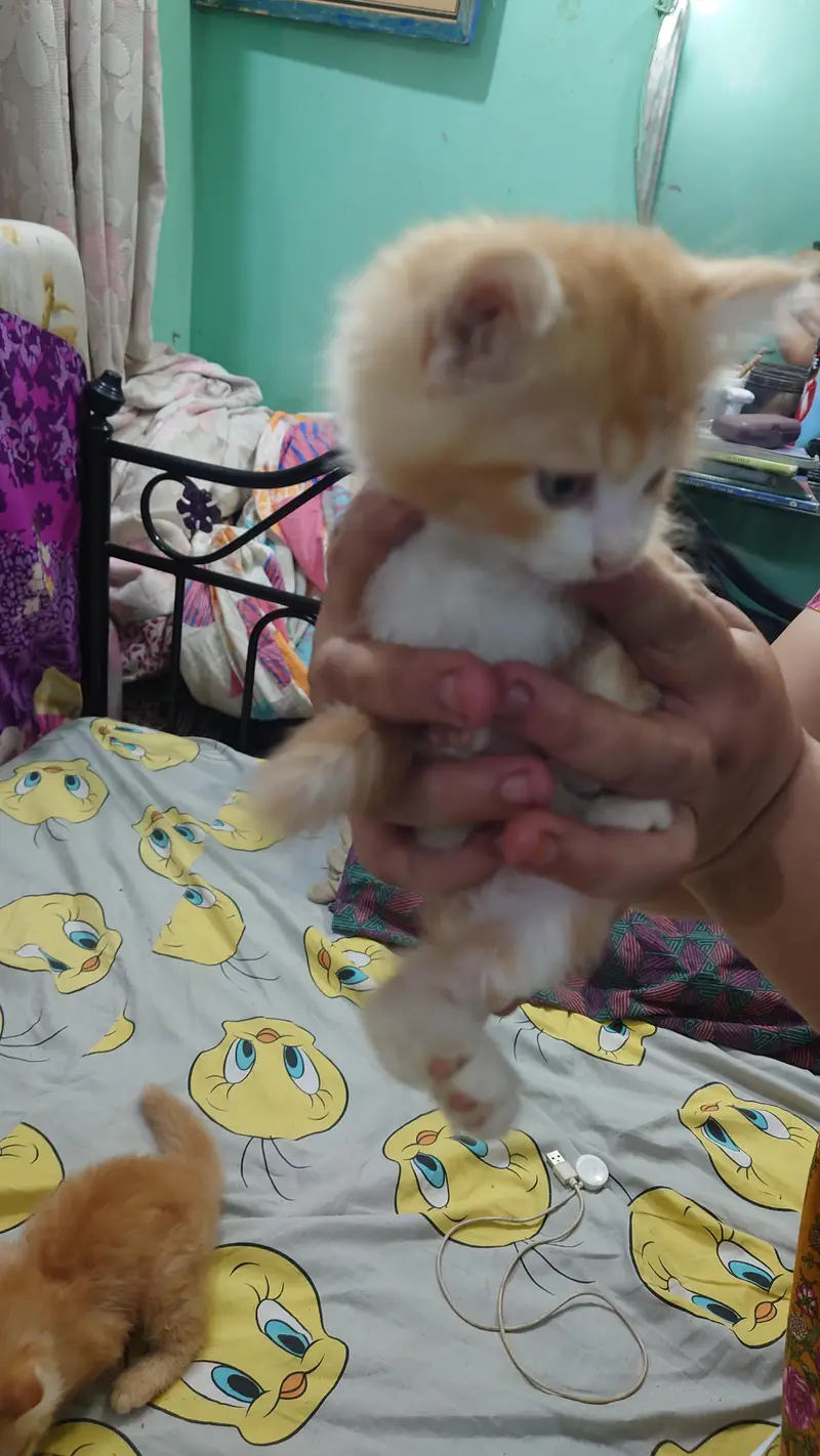 2 PERSIAN CATS DOUBLE COAT LITTLE TRAINED — photo 3