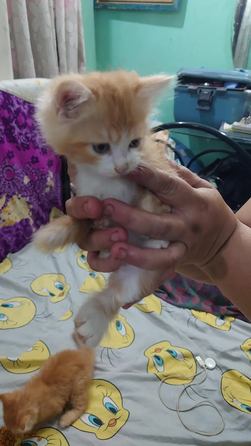 2 PERSIAN CATS DOUBLE COAT LITTLE TRAINED — photo 4