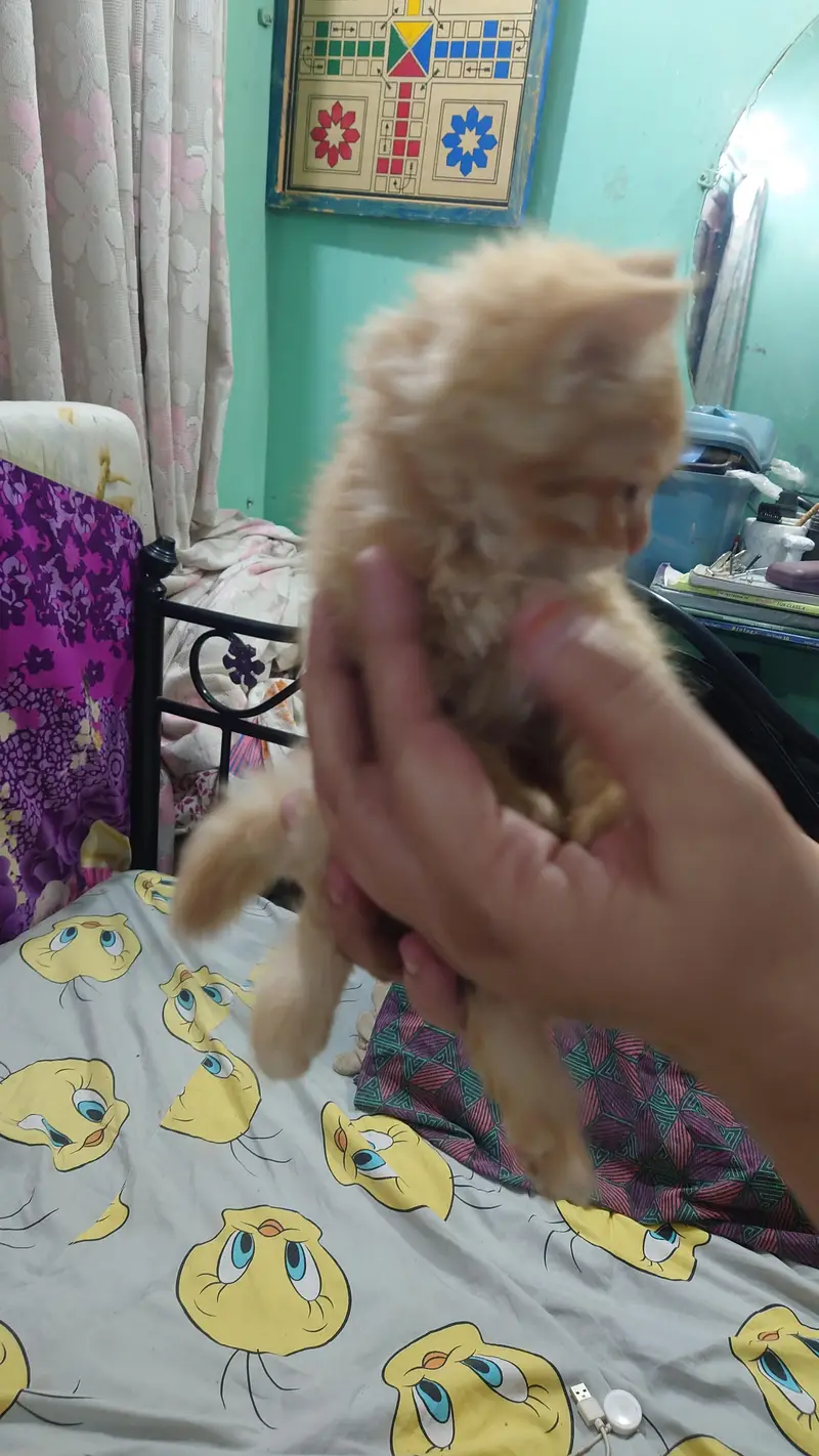2 PERSIAN CATS DOUBLE COAT LITTLE TRAINED — photo 5