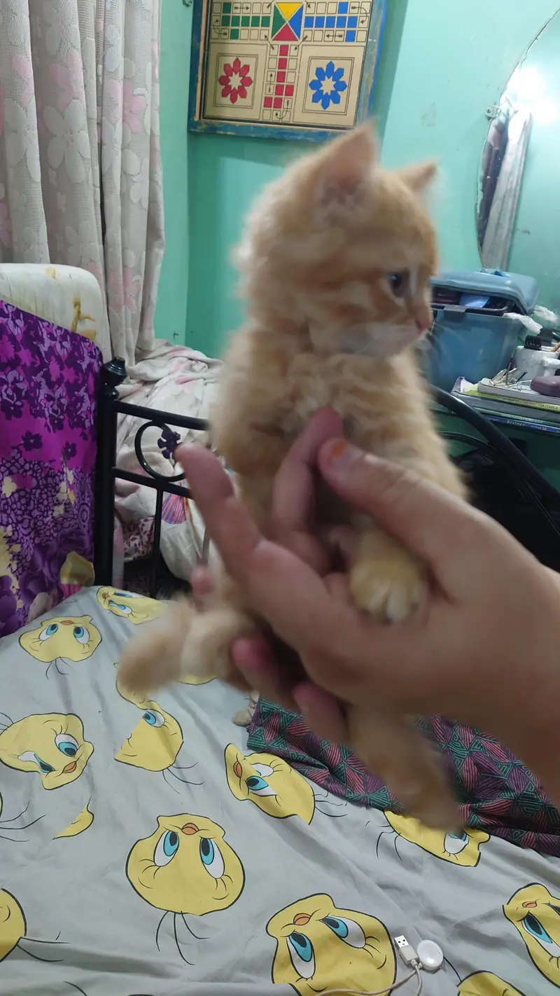 2 PERSIAN CATS DOUBLE COAT LITTLE TRAINED — photo 7