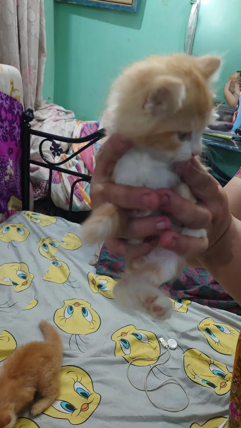 2 PERSIAN CATS DOUBLE COAT LITTLE TRAINED — photo 10