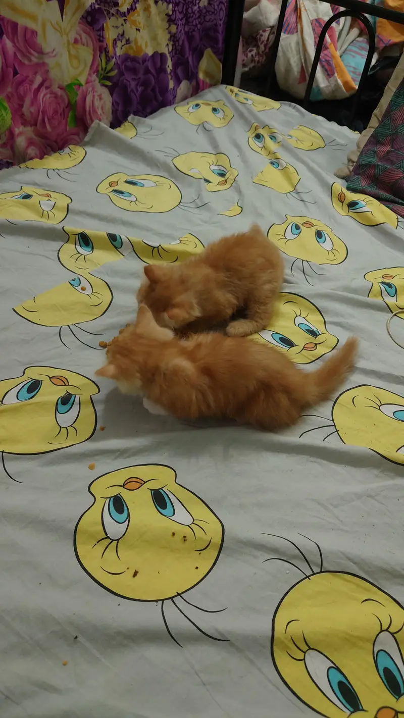 2 PERSIAN CATS DOUBLE COAT LITTLE TRAINED — photo 12