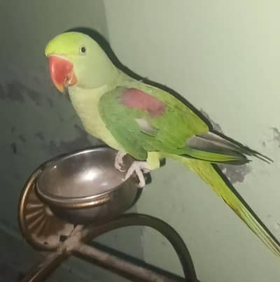 All OK female