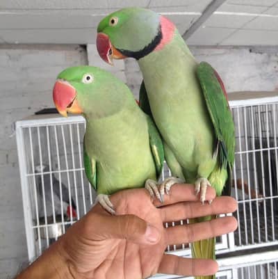 Pure bredar pair