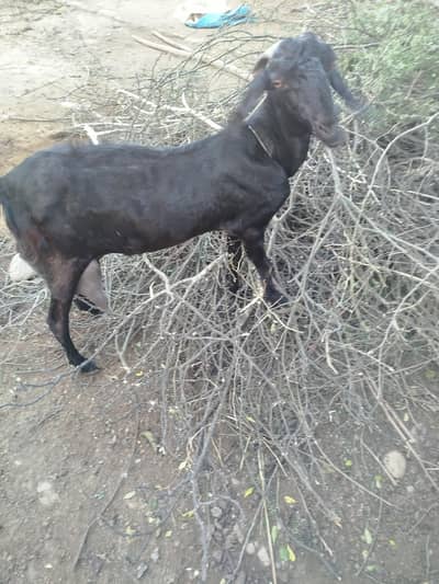 Desi bakri tazi sohi hui. doodh   wali bakri