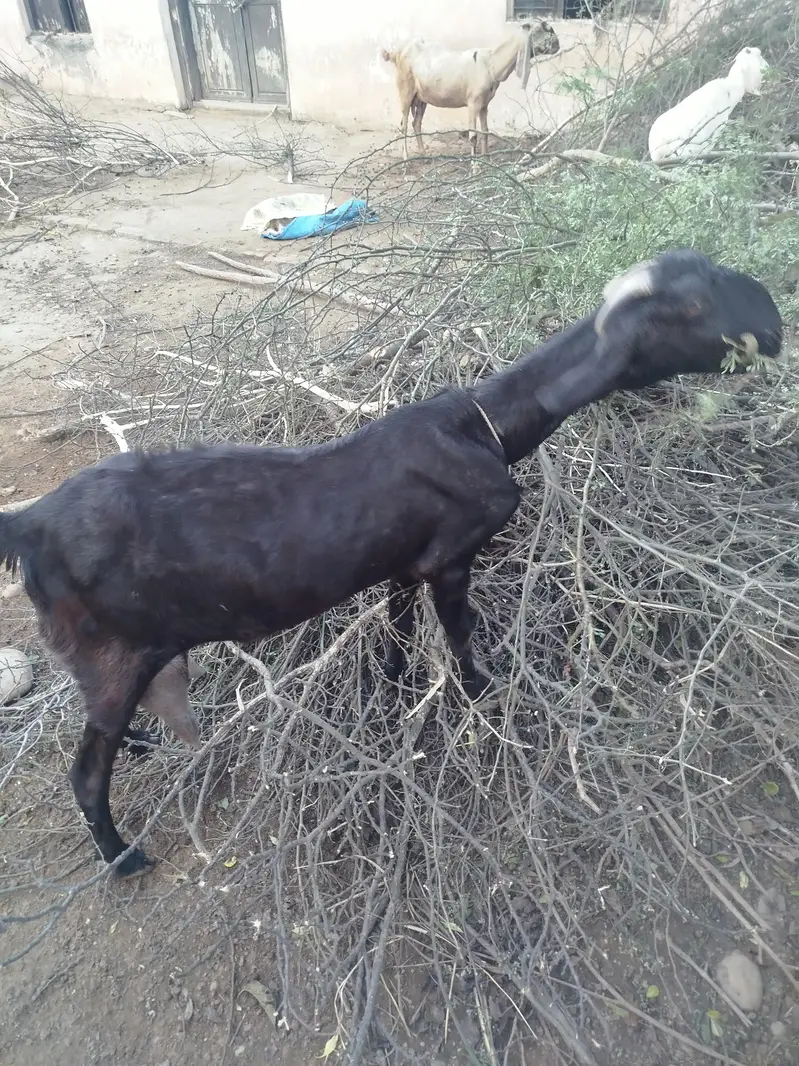 Desi bakri tazi sohi hui. doodh   wali bakri — photo 2