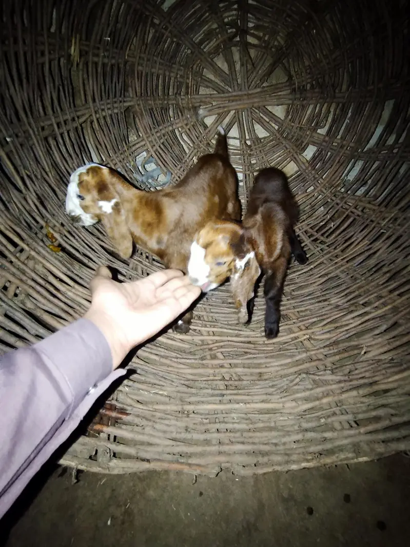 Desi bakri tazi sohi hui. doodh   wali bakri — photo 3