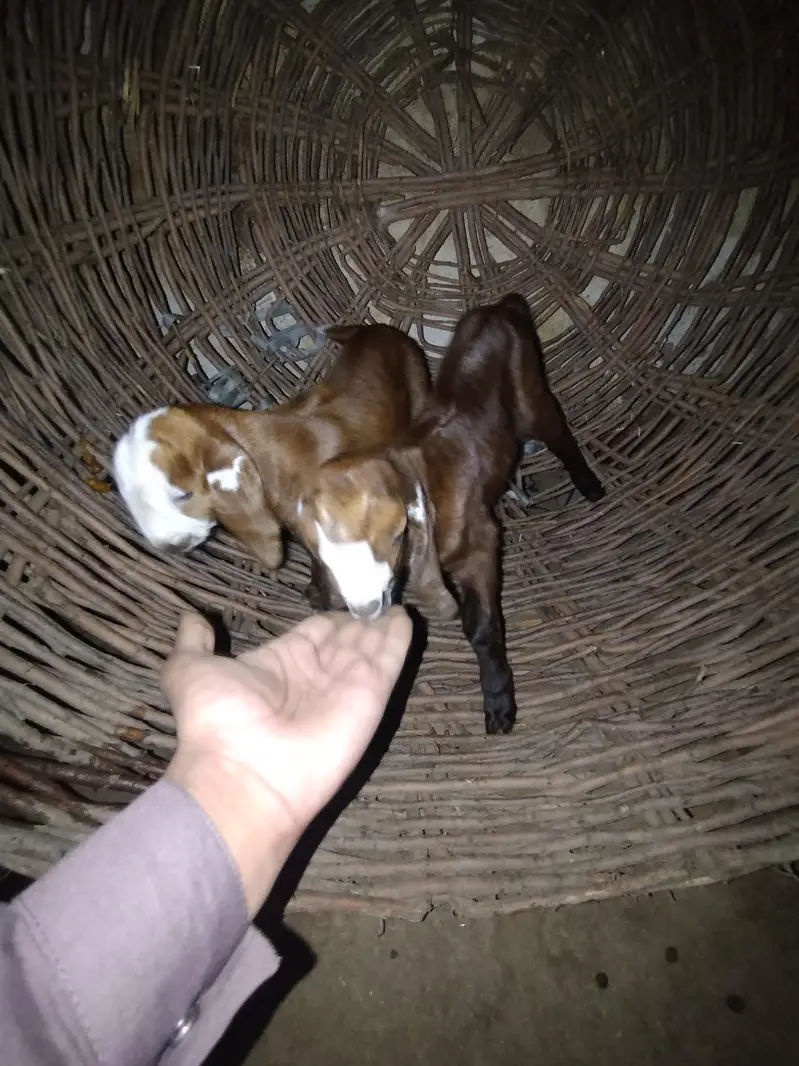 Desi bakri tazi sohi hui. doodh   wali bakri — photo 4