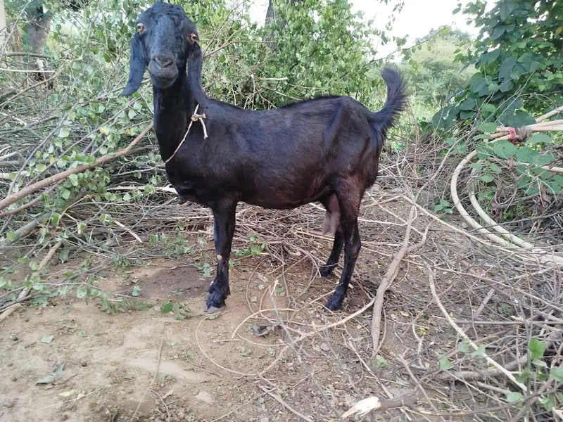 Desi bakri tazi sohi hui. doodh   wali bakri — photo 5