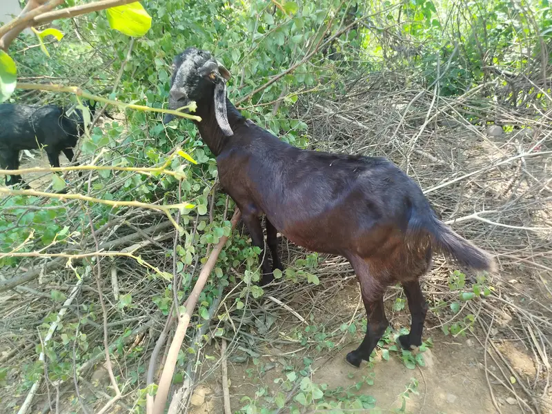 Desi bakri tazi sohi hui. doodh   wali bakri — photo 6