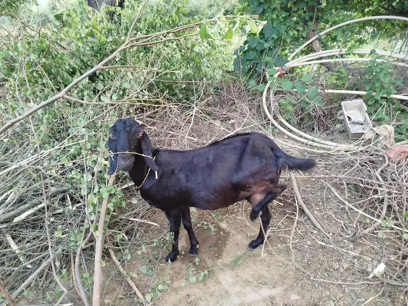 Desi bakri tazi sohi hui. doodh   wali bakri — photo 7
