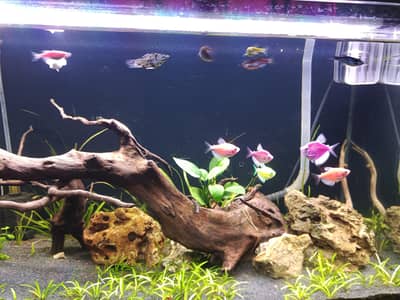 Florescent Tetra || Zebra Danio || Baloon Mollies
