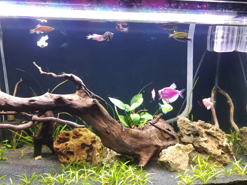 Florescent Tetra || Zebra Danio || Baloon Mollies — photo 2