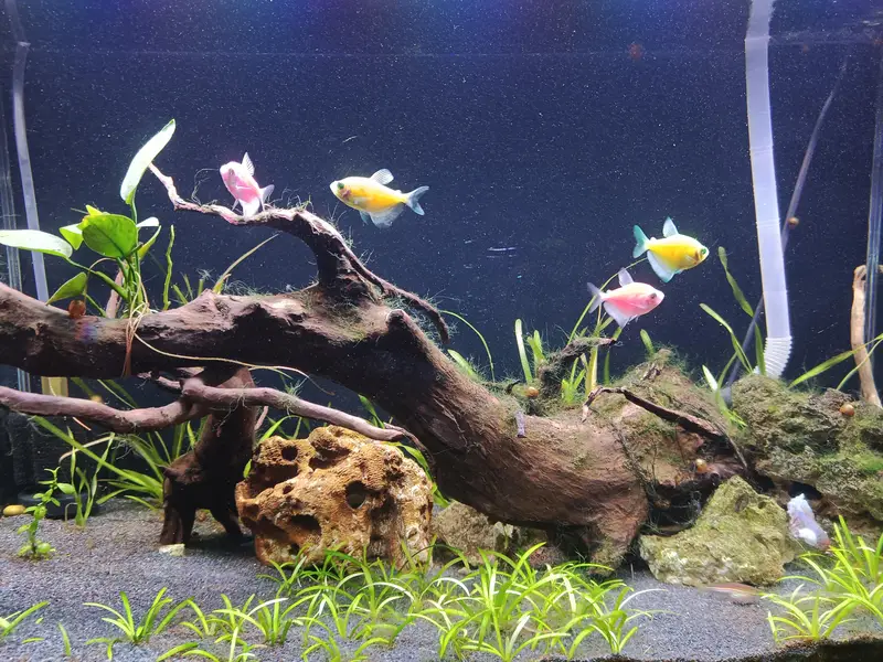 Florescent Tetra || Zebra Danio || Baloon Mollies — photo 3