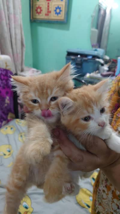 2 PERSIAN CATS LITTLE TRAINED