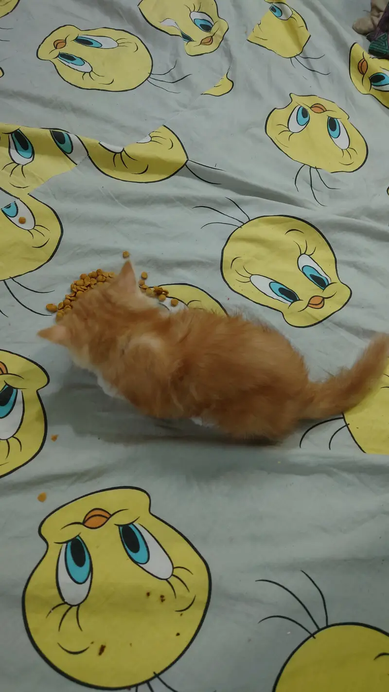 2 PERSIAN CATS DOUBLE COAT LITTLE TRAINED — photo 4