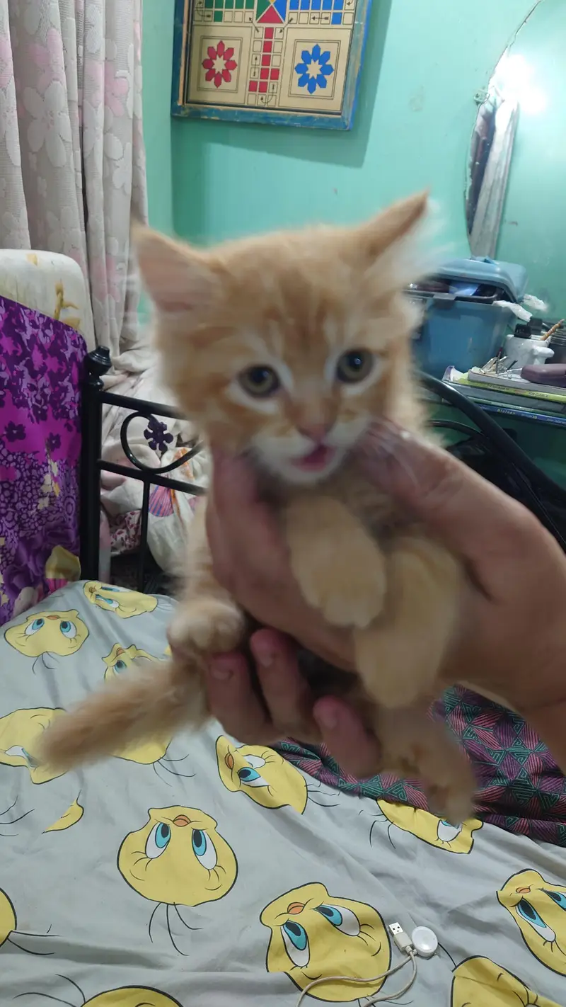 2 PERSIAN CATS DOUBLE COAT LITTLE TRAINED — photo 7