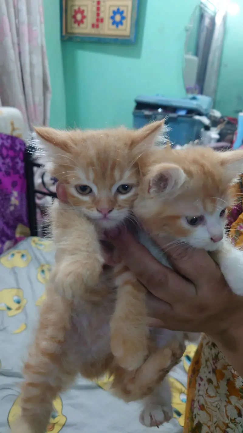 2 PERSIAN CATS DOUBLE COAT LITTLE TRAINED — photo 9