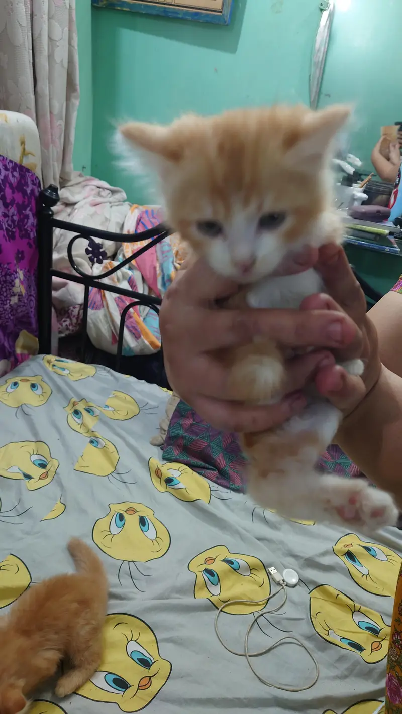 2 PERSIAN CATS DOUBLE COAT LITTLE TRAINED — photo 10