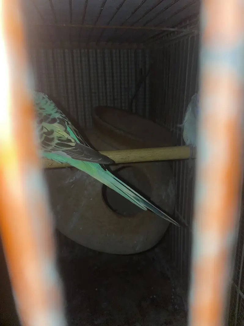 australian pairs available — photo 2