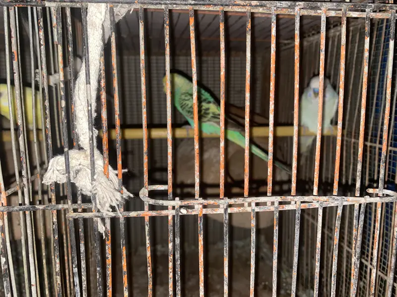 australian pairs available — photo 5