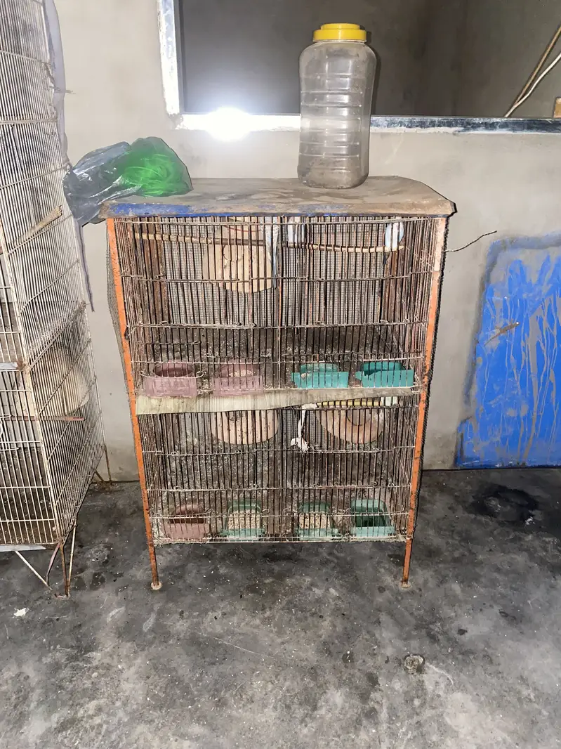 australian pairs available — photo 6