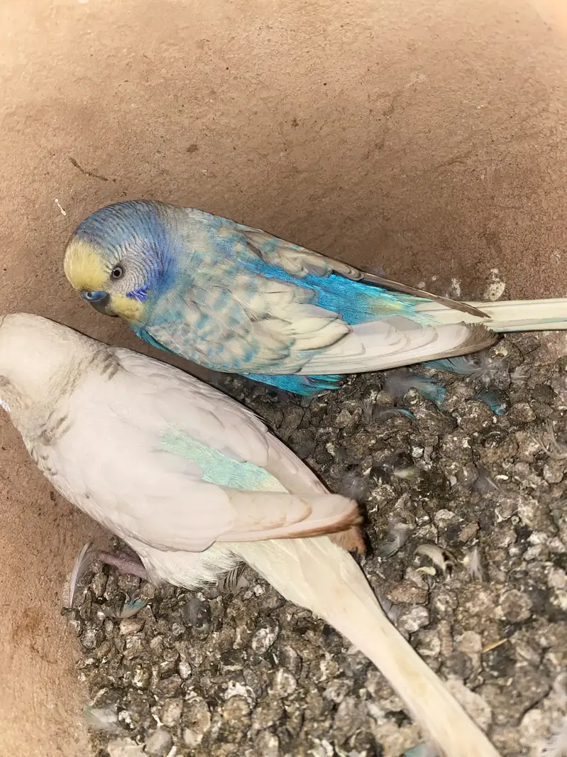 australian pairs available — photo 7